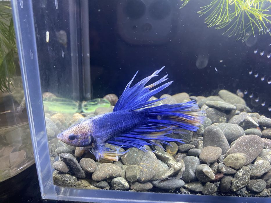 Аквариумные рыбки петушки
