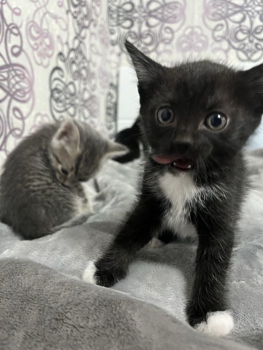 Котята срочно ищют дом