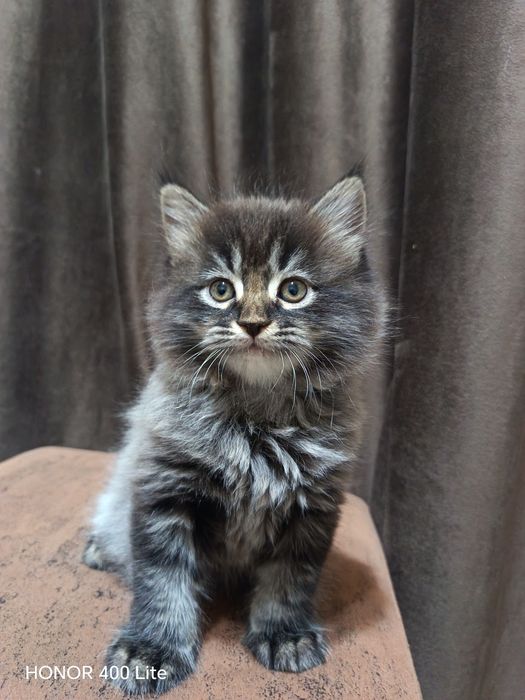 Скоттиш страйт кот