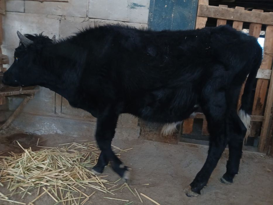 Баспақтар сатылады