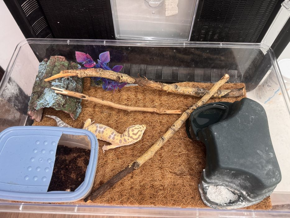 Продам ящерица эублефар