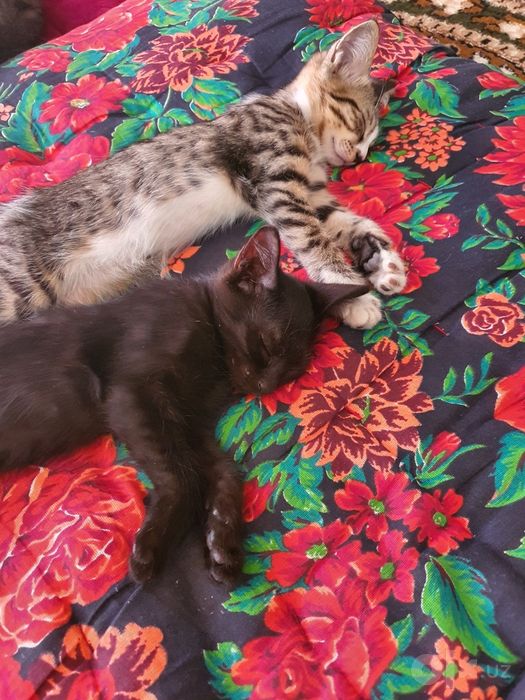 Mushukchalar   котята