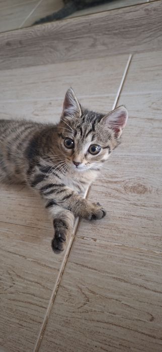 Котёнок мальчик красивый добрый