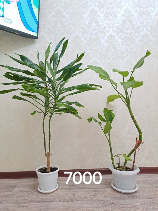 Цветы комнатные для дома и офиса