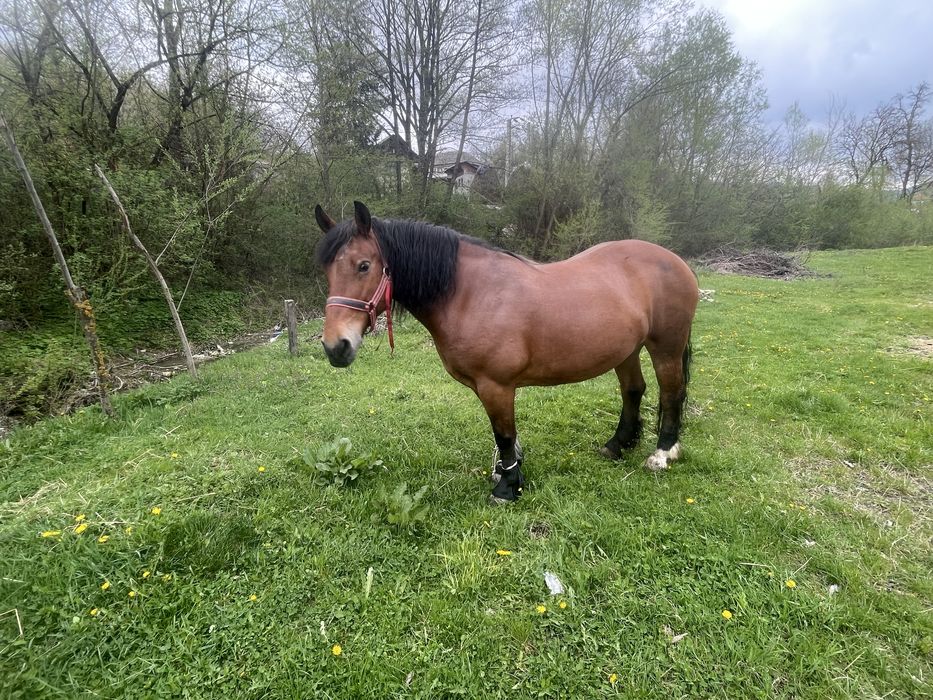 Vand iapă semi-grea  varstă 6 ani 0729381659