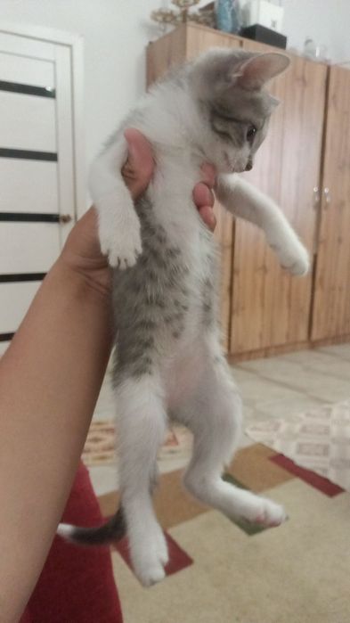 3 мысық бесплатный