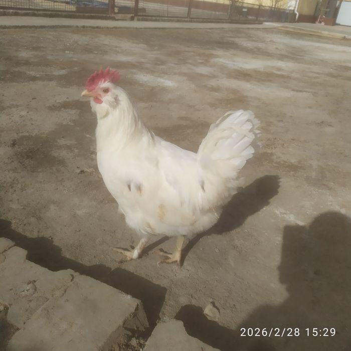 Продается петухи