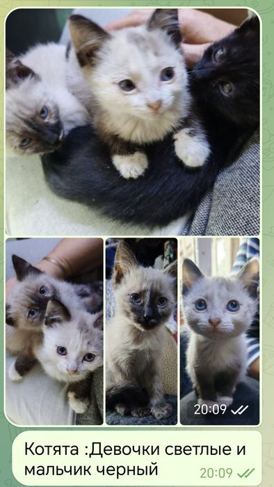 Котята  мальчик и девочки