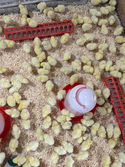 Все птица в наличии Башкирия