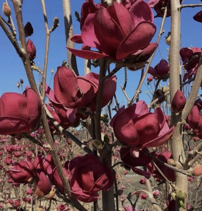 Магнолия карликовая джени