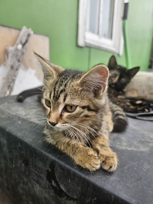Отдам котят бесплатно