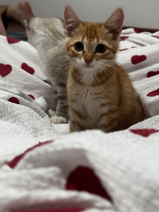 Котят отдам бесплатно