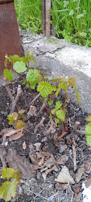 Продам одногодние черенки  винограда сорта Ризамат,