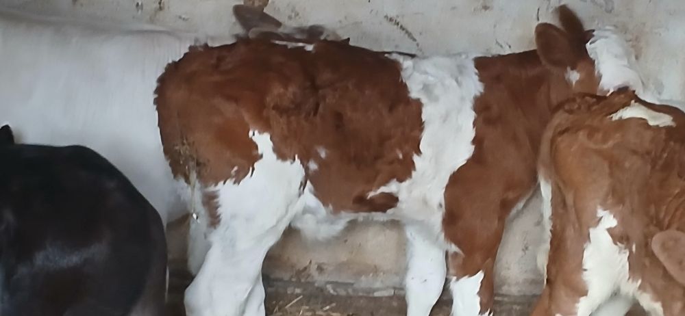 Vitei belgian baltata angus