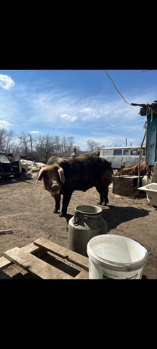 Хряк Осеменитель