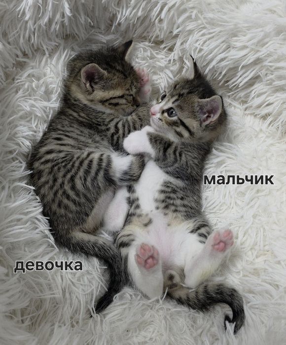 Отдам котят в добрые руки