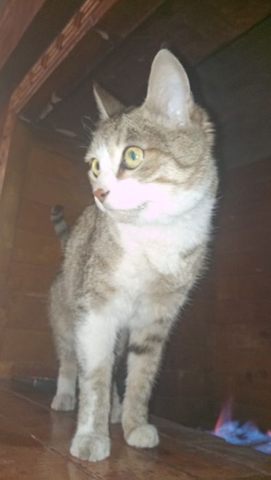 Бесплатно mushuk