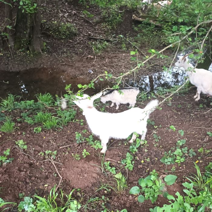 Animale de vanzare