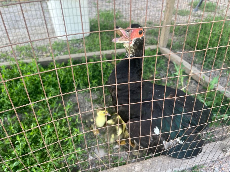 Продам утку с утятами