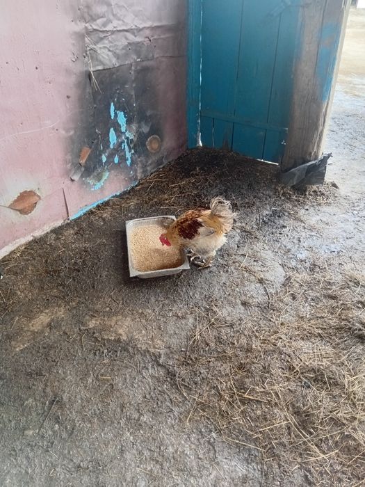 Продам куры домашних петухы