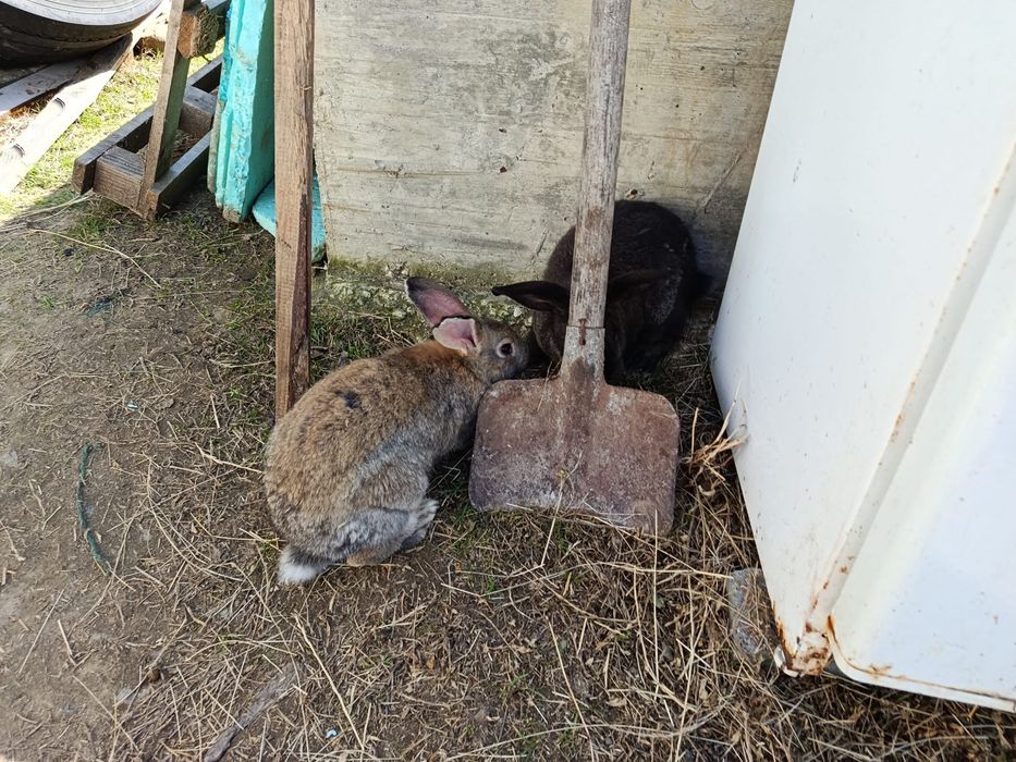 Продавам заици, мъжки и женски