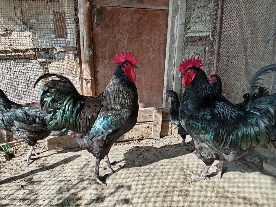 Зотдор товук тухумлари