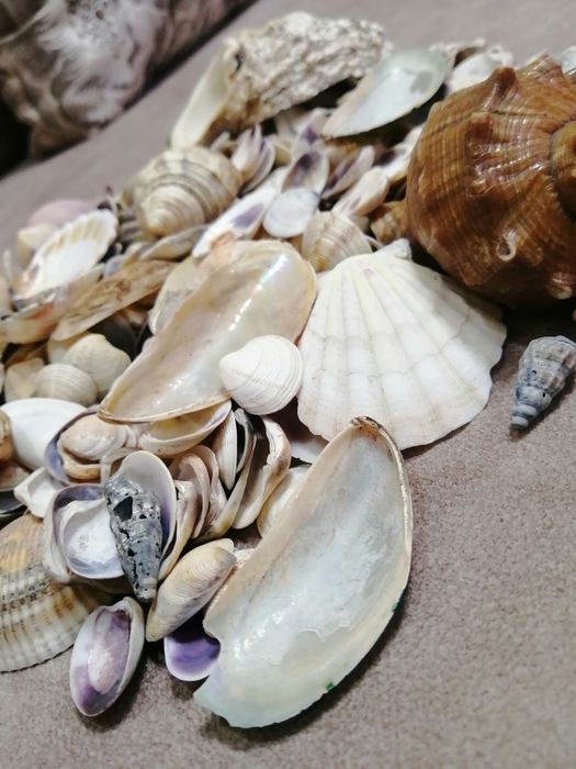 Продам или обменяю ракушки средиземноморья