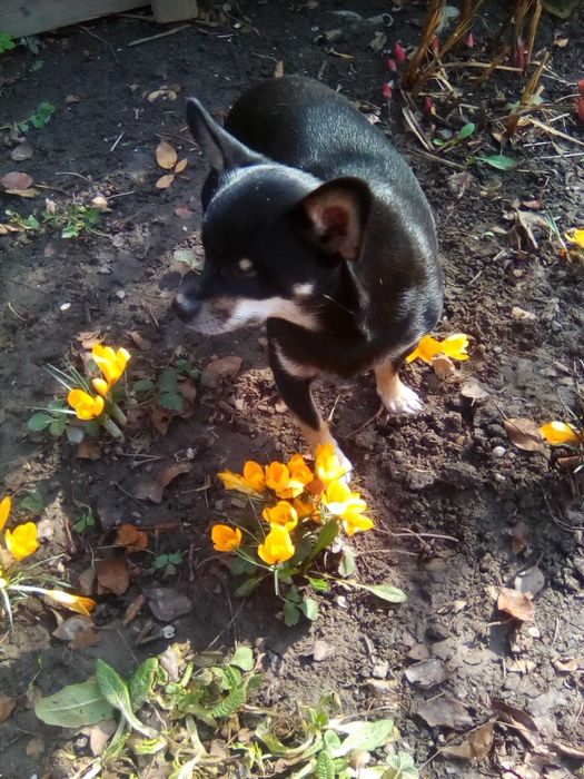 Потерялась собака!!! Помогите!!!