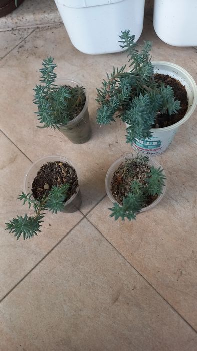 Студоустойчиви  цветя