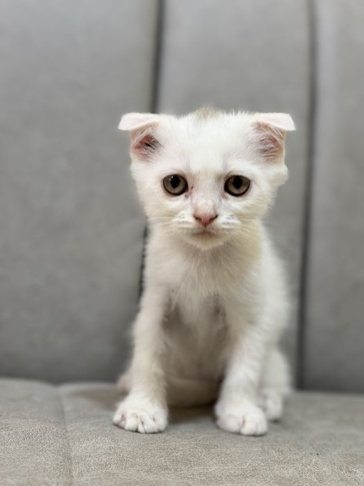 Biritanskiy fold mushugchasi sotiladi