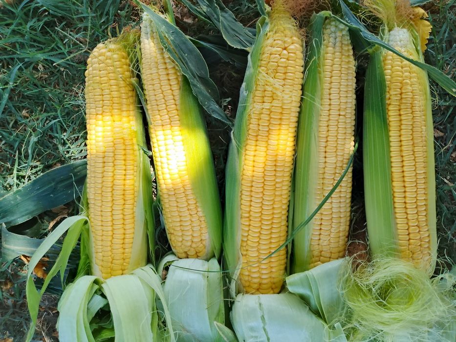 Shirin Makka joʻxori