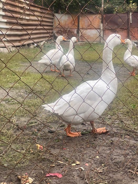 Гуси крупные серые