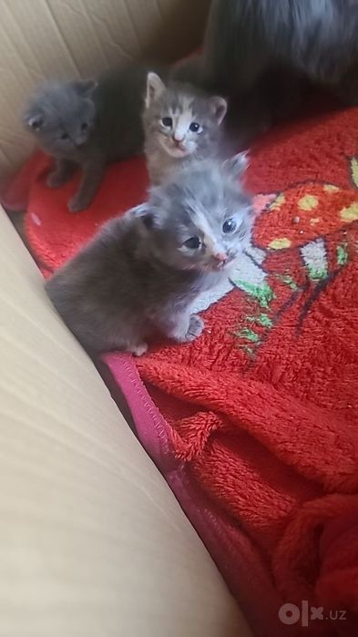 Uy mushuk zodli latoni biladi 2 oyli