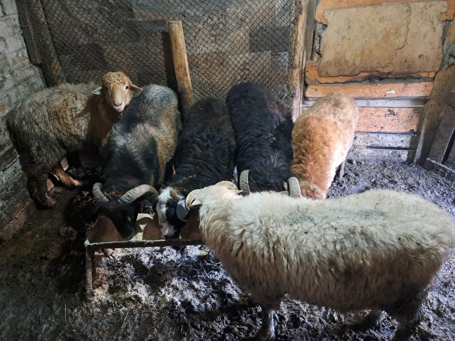 Продам 5 кошкаров (чёрный не продаётся)
