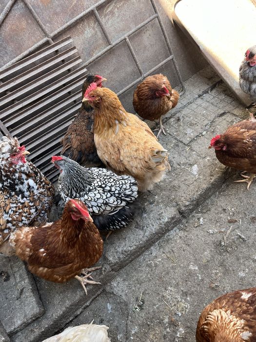 Млади домашни кокошки