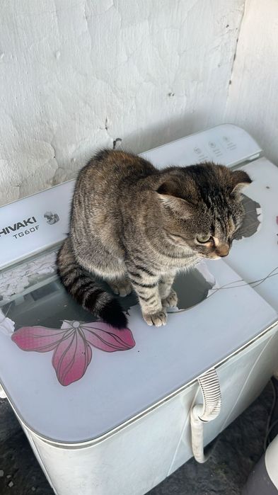 Вислохуая кошка продается