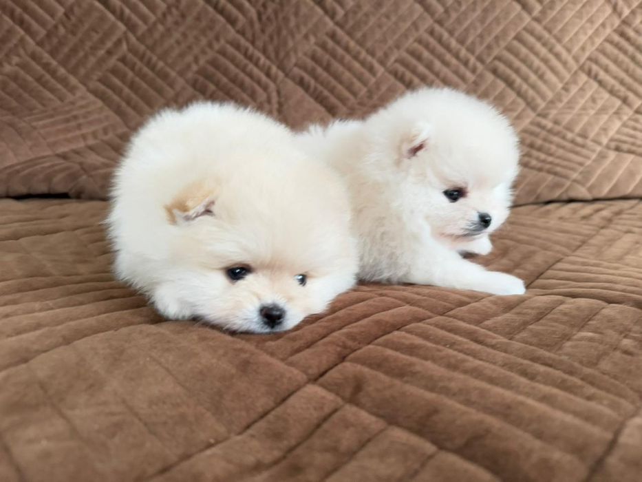 Чудесные мини шпицы