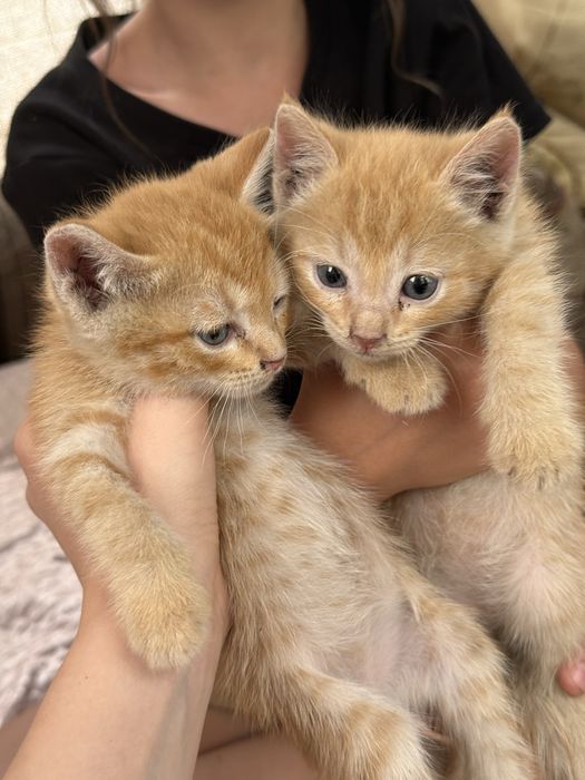 Отдам котят бесплатно