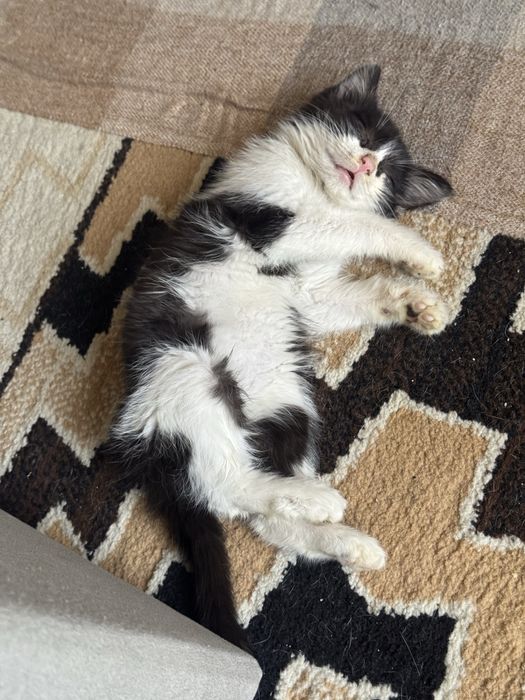 Котик бесплатно