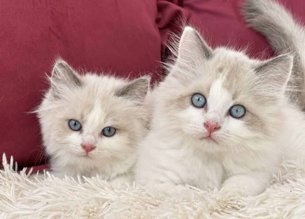 Регдол / Ragdoll / котенца