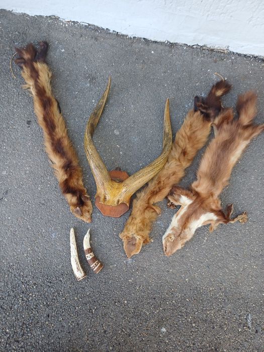 Panoplie coarne de cerb si blana de jder