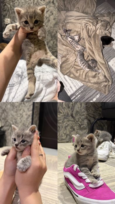 котята скотиш страйт