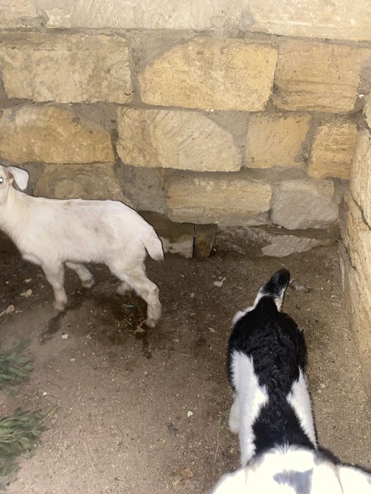 Алпи лақтар сатлады