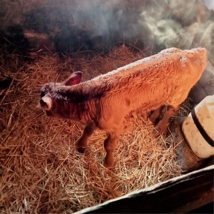 Теленок 90 тыс тг