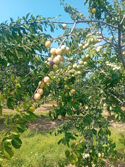 Prune de vanzare judet arges