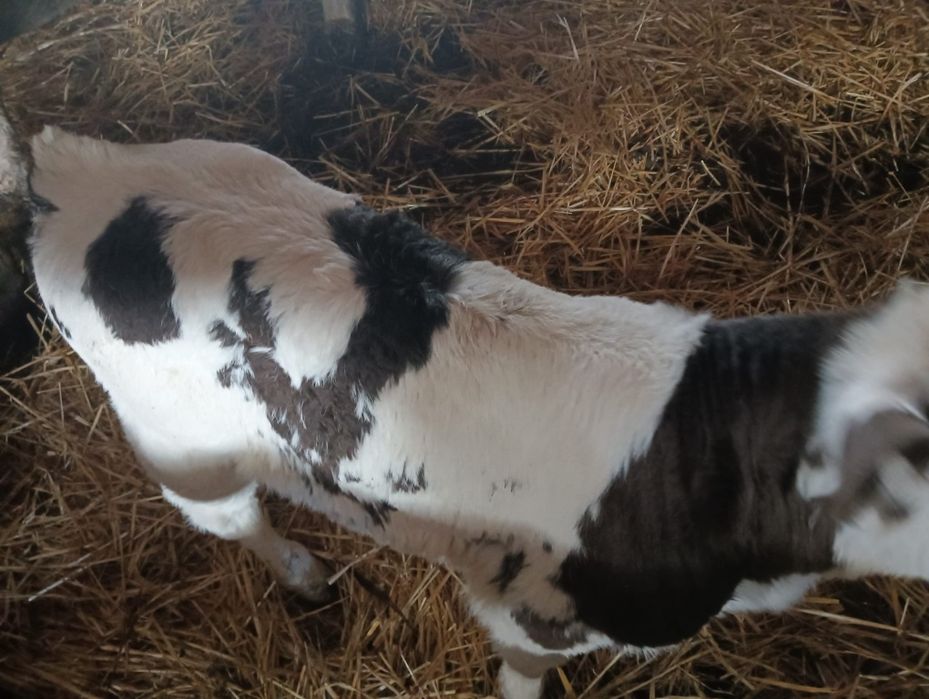 De vânzare Vaci și viței