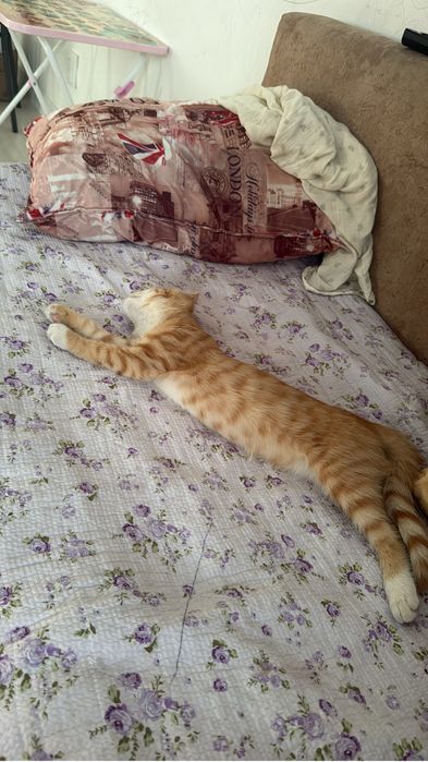 Отдам в добрые руки котёнка-девочку