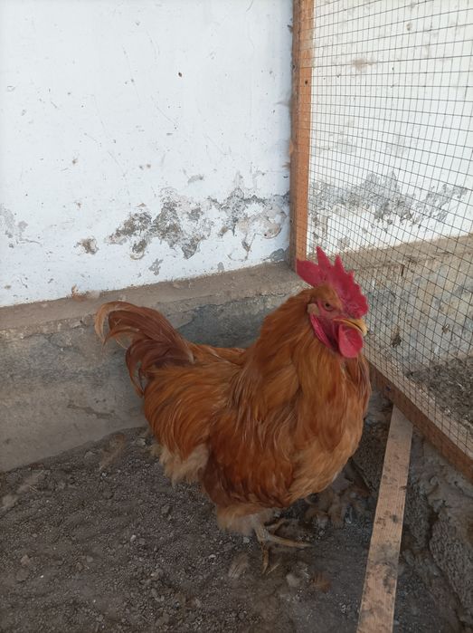 Орпингтон порода кур.Петух и курицы.Молодые,несут яйца.Мясо яичные