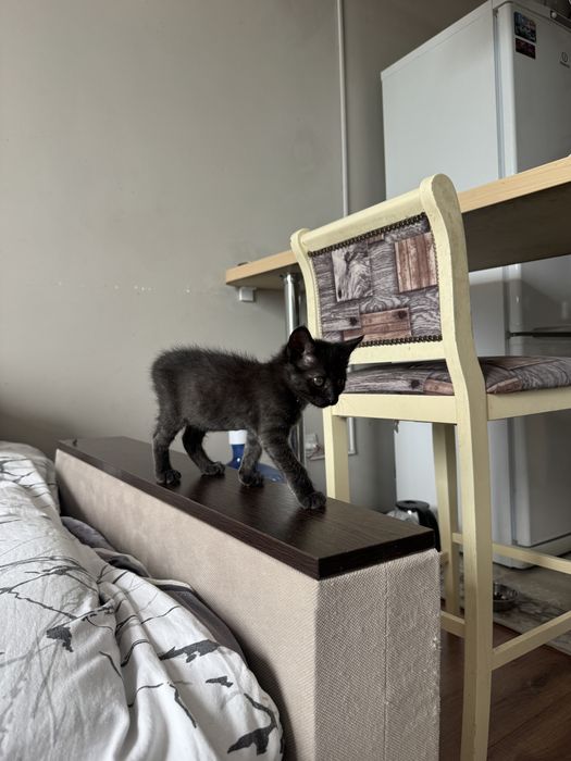 Отдам котенка в хорошие руки. Девочка