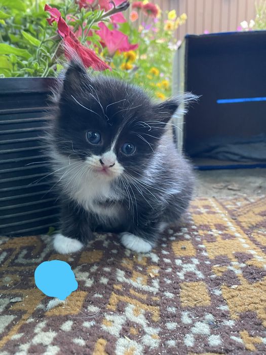 Отдам котят в добрые руки